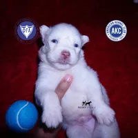 White AKC OFA, a male Siberian Husky for sale in Anderson, SC – 1 of 10
