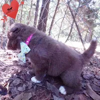 Solid Brown Ready Mid October , a female Siberian Husky for sale in Anderson, SC – 7 of 10