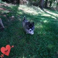 AKC Agouti OFA & Embark, a female Siberian Husky for sale in Anderson, SC – 6 of 10