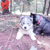 OFA & Embark Tested Parents - Usopp, a male Siberian Husky for sale in Anderson, SC – 6 of 10
