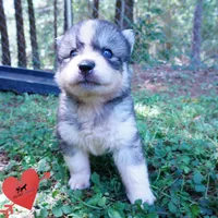 OFA & Embark Tested Parents - Usopp, a male Siberian Husky for sale in Anderson, SC – 8 of 10