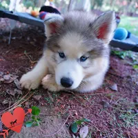 AKC OFA Embark Parents, a male Siberian Husky for sale in Anderson, SC – 2 of 10