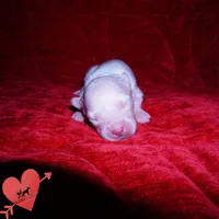 White AKC OFA, a male Siberian Husky for sale in Anderson, SC – 2 of 5