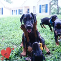 Ears Cropped, a female Doberman Pinscher for sale in Anderson, SC – 2 of 10