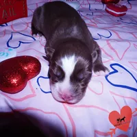 AKC OFA Brown/white, a male Siberian Husky for sale in Anderson, SC – Photo 2 of 7