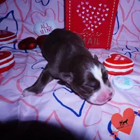 AKC OFA Brown/white, a male Siberian Husky for sale in Anderson, SC – Photo 4 of 7