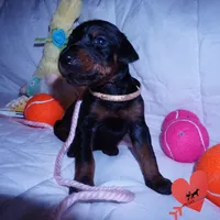 Champion & Full Euro AKC, a female Doberman Pinscher for sale in Anderson, SC – 6 of 10