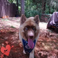 AKC Embark & OFA Parents, a male Siberian Husky for sale in Anderson, SC – 8 of 10