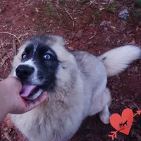 AKC Agouti Embark & OFA Parents, a female Siberian Husky for sale in Anderson, SC – 7 of 10