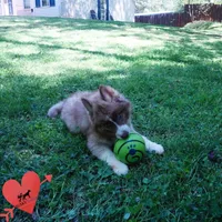 Embark & OFA Tested Parents, a male Siberian Husky for sale in Anderson, SC – Photo 4 of 10