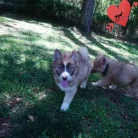 Embark & OFA Tested Parents, a male Siberian Husky for sale in Anderson, SC – Photo 7 of 10