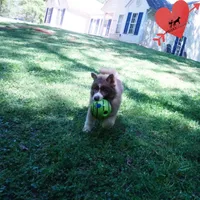 Embark & OFA Tested Parents, a male Siberian Husky for sale in Anderson, SC – Photo 2 of 10