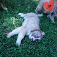 Embark & OFA Tested Parents, a male Siberian Husky for sale in Anderson, SC – Photo 5 of 10