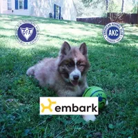 Embark & OFA Tested Parents, a male Siberian Husky for sale in Anderson, SC – Photo 1 of 10