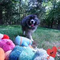 AKC Agouti Embark & OFA Parents, a female Siberian Husky for sale in Anderson, SC – 6 of 10