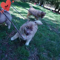 AKC Solid Brown, a female Siberian Husky for sale in Anderson, SC – Photo 2 of 10