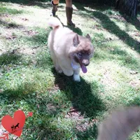 AKC Solid Brown, a female Siberian Husky for sale in Anderson, SC – Photo 7 of 10