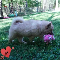 AKC Solid Brown, a female Siberian Husky for sale in Anderson, SC – Photo 5 of 10