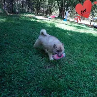 AKC Solid Brown, a female Siberian Husky for sale in Anderson, SC – Photo 8 of 10