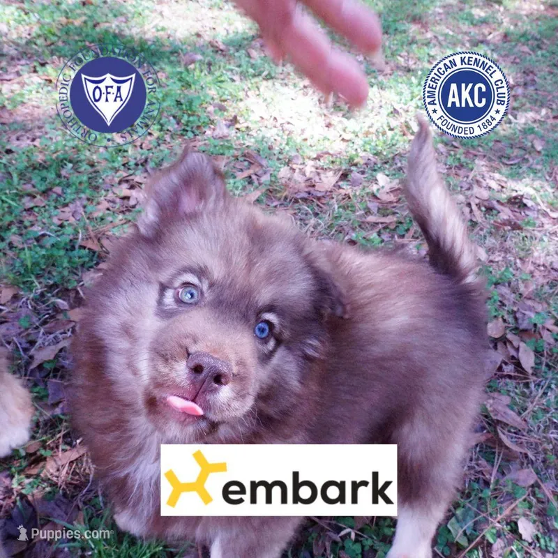 Solid Brown AKC OFA Embark