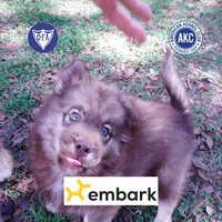 Solid Brown AKC OFA Embark, a male Siberian Husky for sale in Anderson, SC – Photo 1 of 10