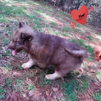 Solid Brown AKC OFA Embark, a male Siberian Husky for sale in Anderson, SC – Photo 6 of 10