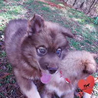 Solid Brown AKC OFA Embark, a male Siberian Husky for sale in Anderson, SC – Photo 2 of 10