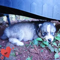 OFA & Embark Tested Parents - Usopp, a male Siberian Husky for sale in Anderson, SC – 5 of 10