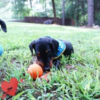 AKC Euro OFA & Embark - Sokka, a male Doberman Pinscher for sale in Anderson, SC – 5 of 10