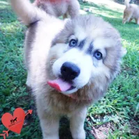 Embark, AKC, & OFA, a female Siberian Husky for sale in Anderson, SC – 2 of 10