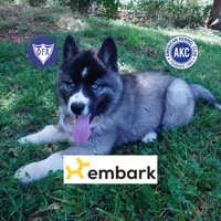 AKC Agouti OFA & Embark, a female Siberian Husky for sale in Anderson, SC – 1 of 10