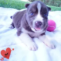 Embark & OFA Tested Parents, a male Siberian Husky for sale in Anderson, SC – 2 of 10