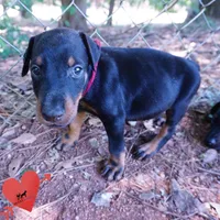 AKC Euro OFA & Embark - Hakoda, a male Doberman Pinscher for sale in Anderson, SC – 8 of 10
