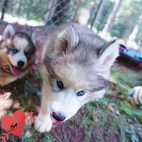 OFA & Embark Tested Parents, a female Siberian Husky for sale in Anderson, SC – 5 of 10