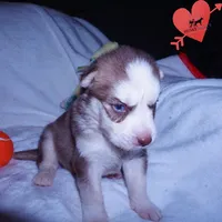 AKC OFA Red/white, a male Siberian Husky for sale in Anderson, SC – 4 of 10