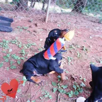 AKC Euro OFA & Embark - Huu, a male Doberman Pinscher for sale in Anderson, SC – 5 of 10