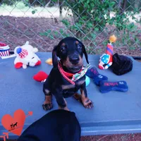 AKC Euro OFA & Embark - Hakoda, a male Doberman Pinscher for sale in Anderson, SC – 6 of 10