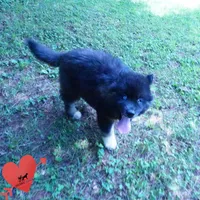 AKC Black/white OFA & Embark, a female Siberian Husky for sale in Anderson, SC – 5 of 10