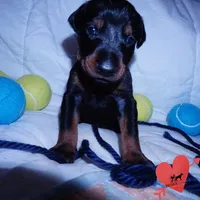 AKC Euro OFA & Embark - Sokka, a male Doberman Pinscher for sale in Anderson, SC – 2 of 10