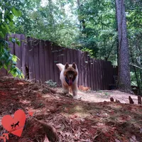 AKC Embark & OFA Parents, a male Siberian Husky for sale in Anderson, SC – 4 of 10
