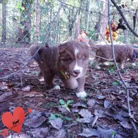 Solid Brown Ready Soon , a female Siberian Husky for sale in Anderson, SC – 6 of 10