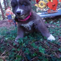 Solid Brown Ready Soon , a female Siberian Husky for sale in Anderson, SC – 3 of 10