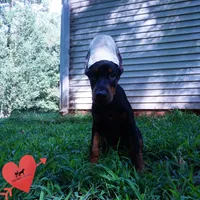 Ear cropped AKC Euro OFA & Embark, a male Doberman Pinscher for sale in Anderson, SC – 2 of 10