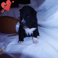 Solid Black - Rogue, a female Siberian Husky for sale in Anderson, SC – 4 of 10