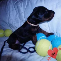 AKC Euro OFA & Embark - Sokka, a male Doberman Pinscher for sale in Anderson, SC – 6 of 10
