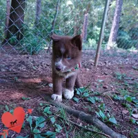 AKC OFA Tested Parents, a female Siberian Husky for sale in Anderson, SC – 7 of 10