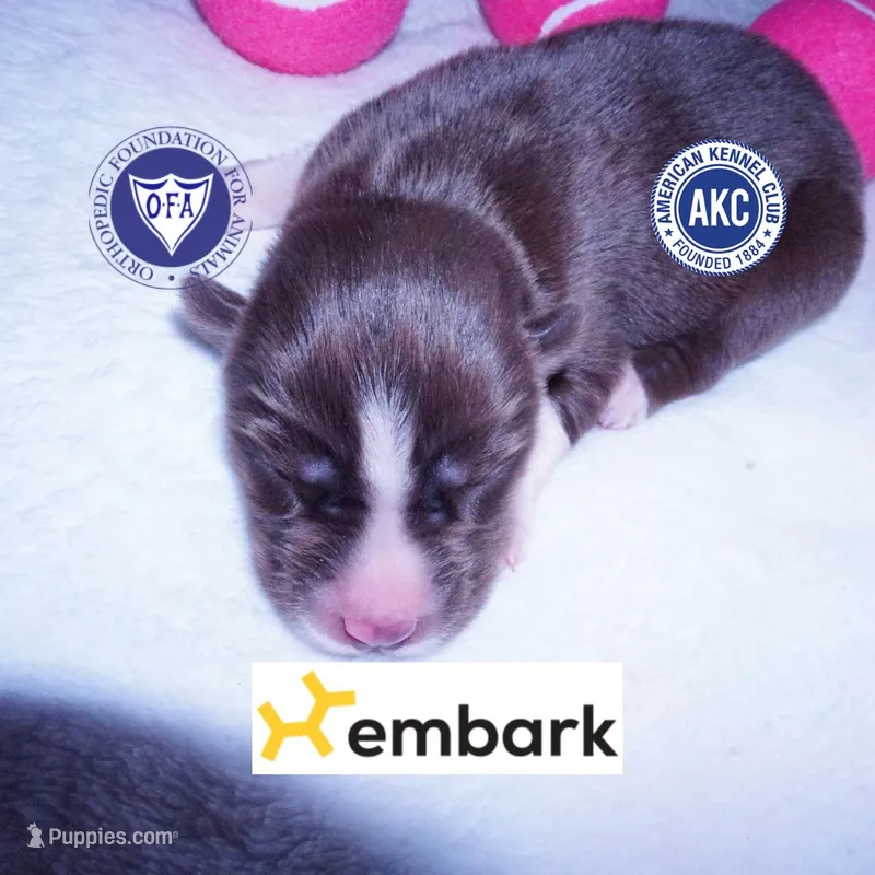 Embark & OFA Tested Parents – Siberian Husky puppy for sale in Anderson, SC