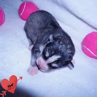 OFA & Embark Tested Parents, a male Siberian Husky for sale in Anderson, SC – 2 of 10