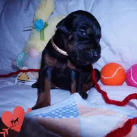 Champion & Full Euro AKC - Kora, a female Doberman Pinscher for sale in Anderson, SC – 4 of 10