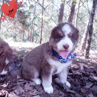 AKC & OFA Poseidon, a male Siberian Husky for sale in Anderson, SC – 7 of 10